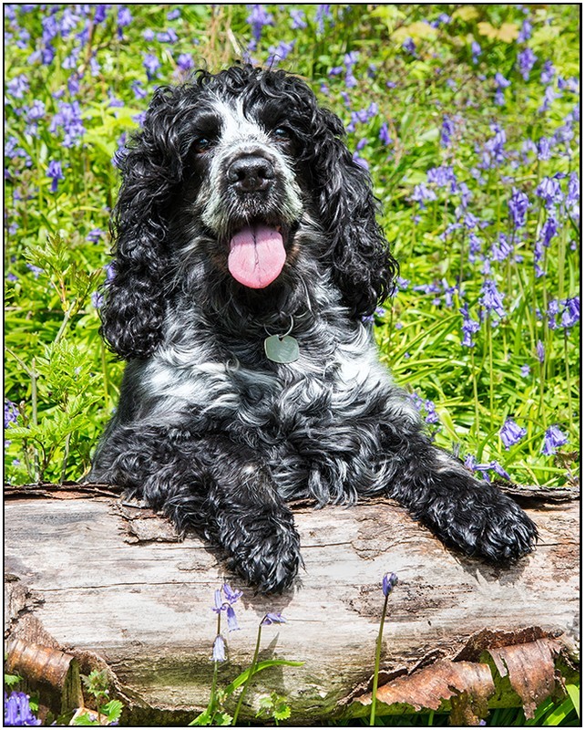  - Pet portraits