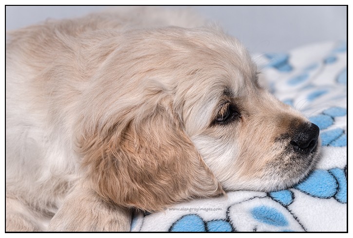  - Pet portraits