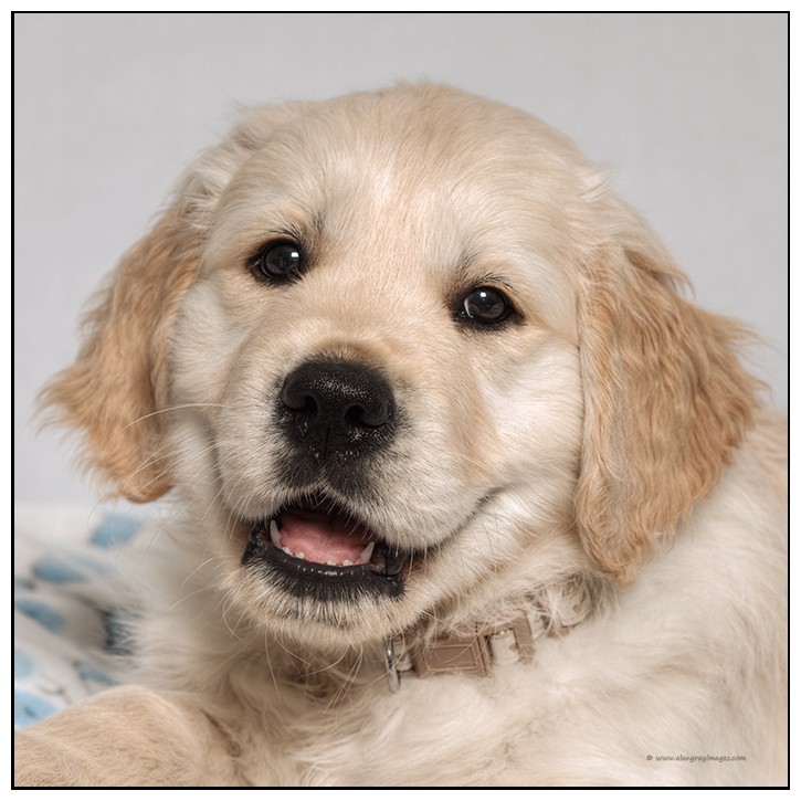 - Pet portraits