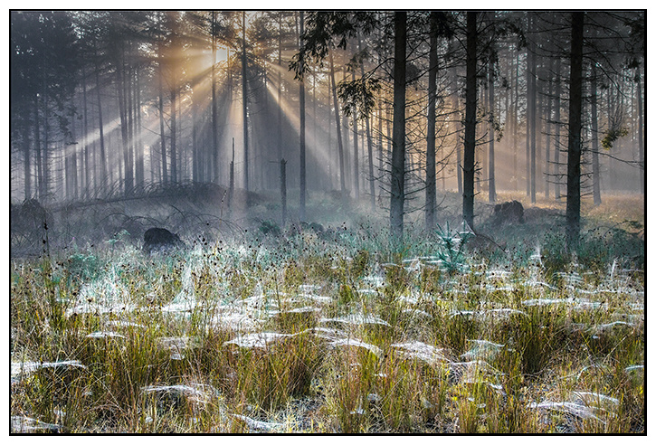 Daybreak in spider woods - Clackmannan & Stirlingshire