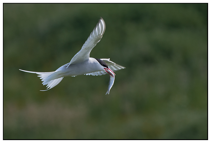 Arctic Tern, Isle Of May. - Fife