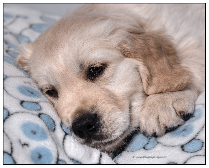  - Pet portraits
