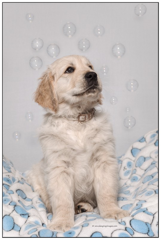  - Pet portraits
