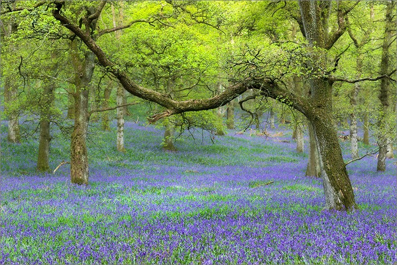 Kinclaven woods 02 - Perth & KInross