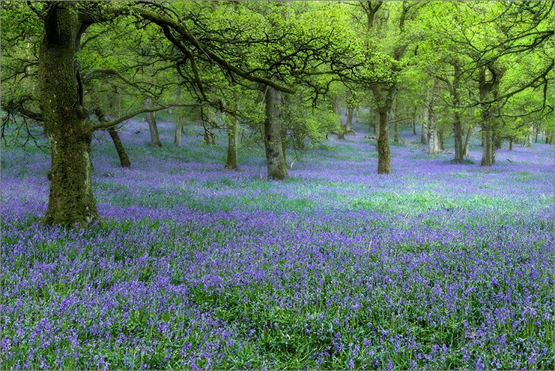 Kinclaven woods 01 - Perth & KInross