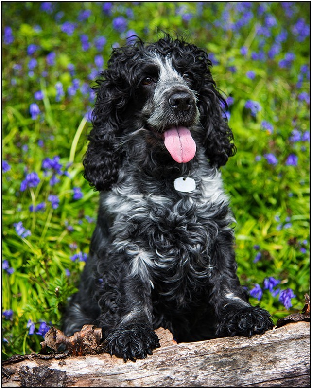  - Pet portraits