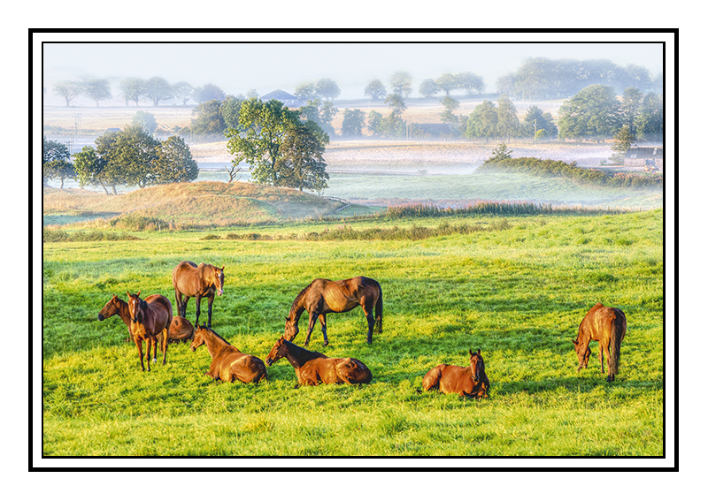 Horses in the mist - Perth & KInross