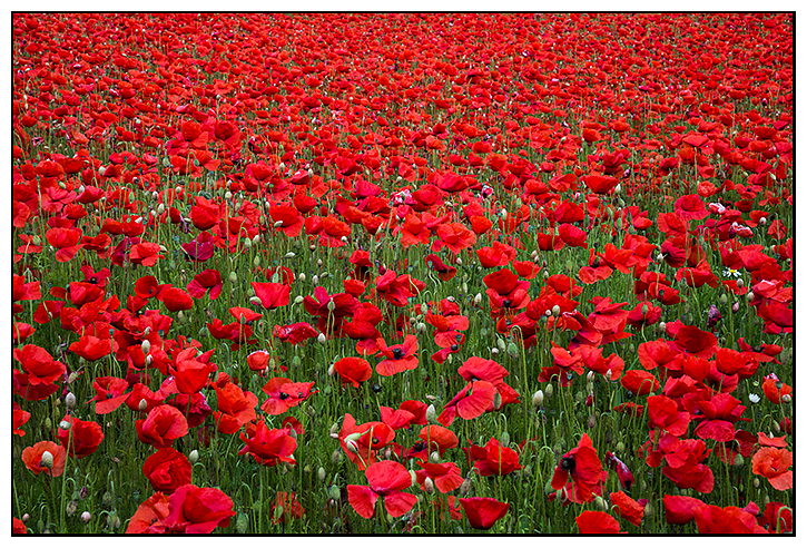 Poppy Field - Fife