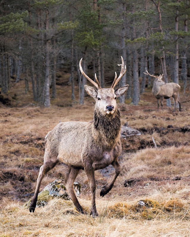 Young Stag - Portfolio