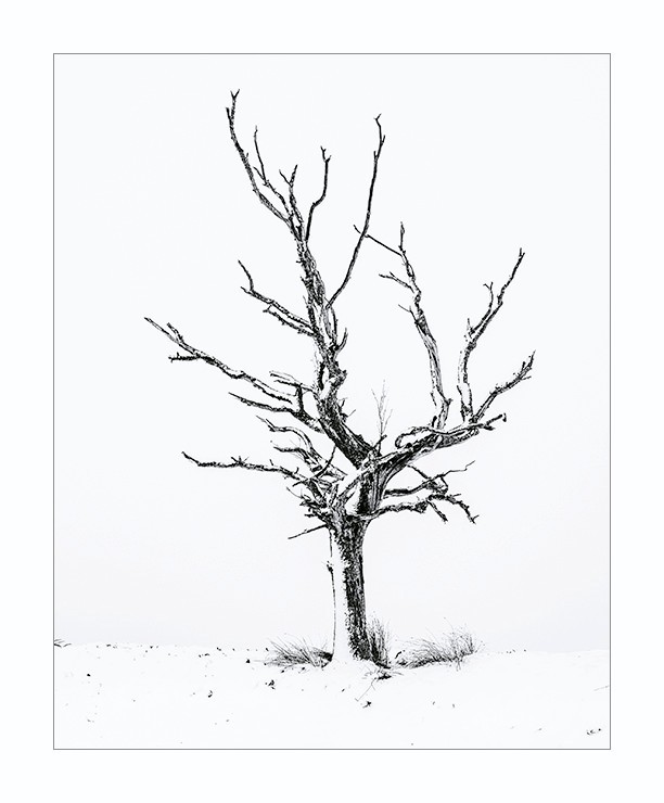 A winters tree - Portfolio