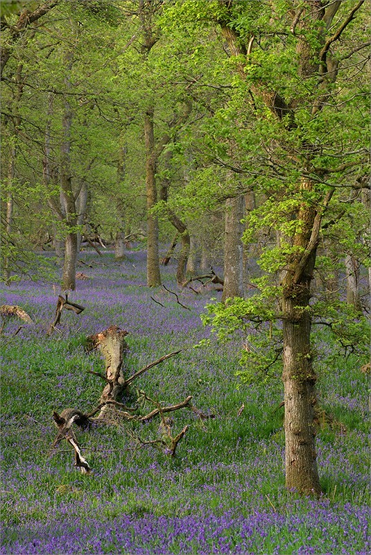 Kinclaven woods 04 - Perth & KInross