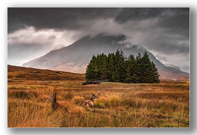 Red Deer at the Buachaille - Highlands & Islands