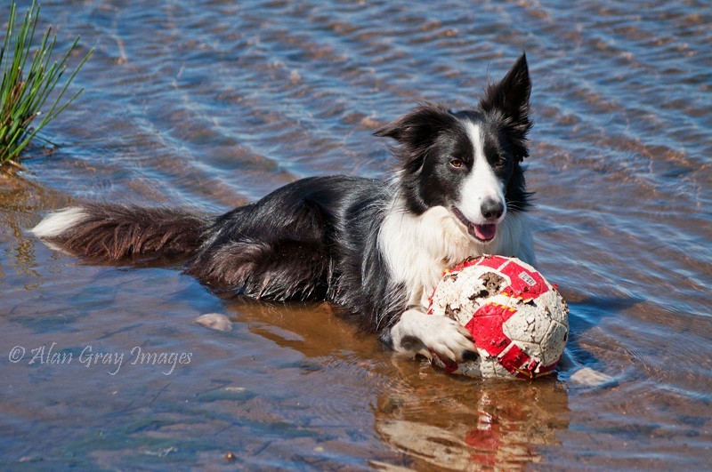  - Pet portraits