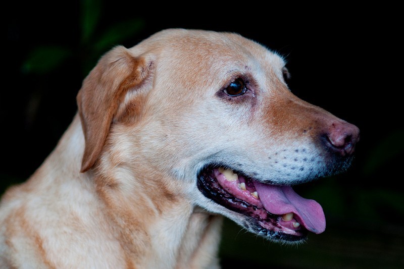  - Pet portraits
