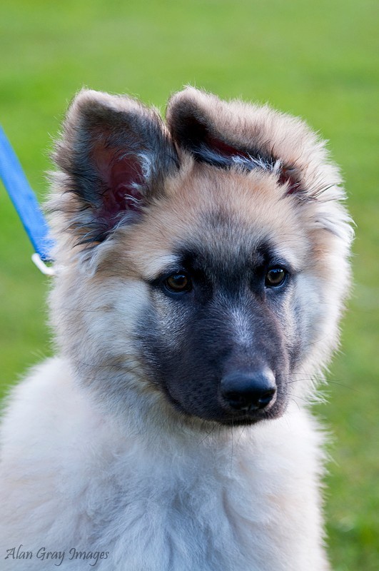  - Pet portraits