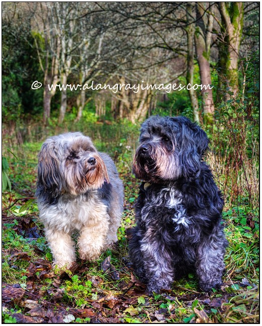  - Pet portraits