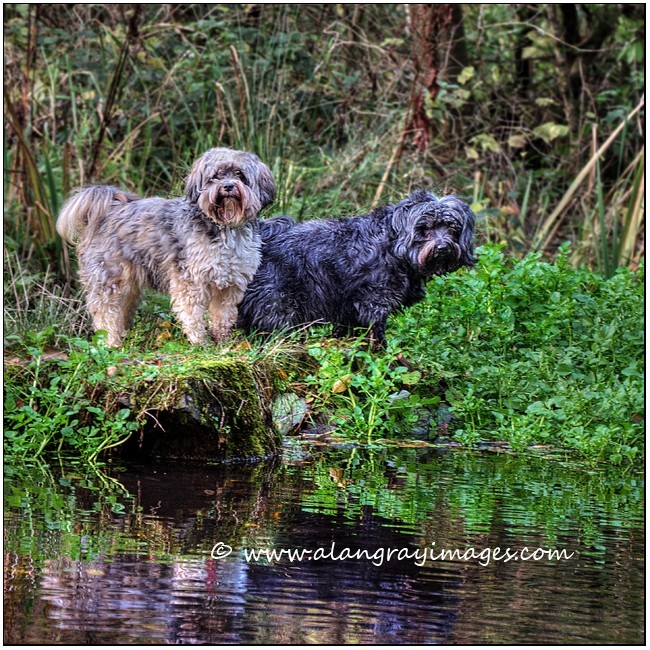  - Pet portraits