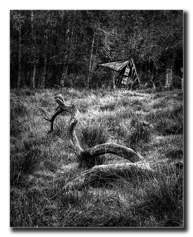 Cabin in the woods - Portfolio