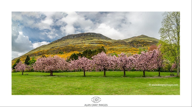 Alva Park blossom_Panorama - Clackmannan & Stirlingshire