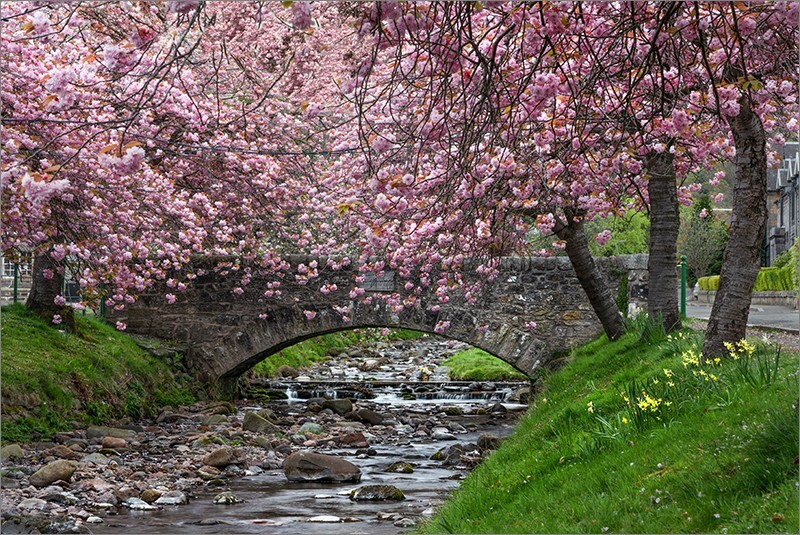 Dollar Burn Rector's Bridge Blossom - Clackmannan & Stirlingshire