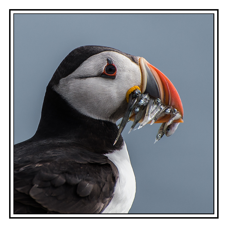 Puffin with Sand eels - Fife