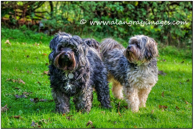  - Pet portraits