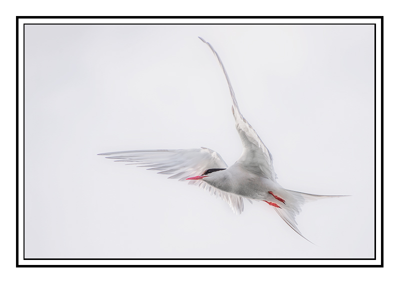 Ethereal Arctic Tern - Fife