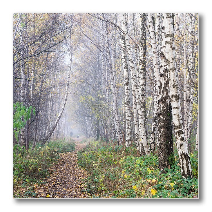 Misty woodland 02 - Portfolio