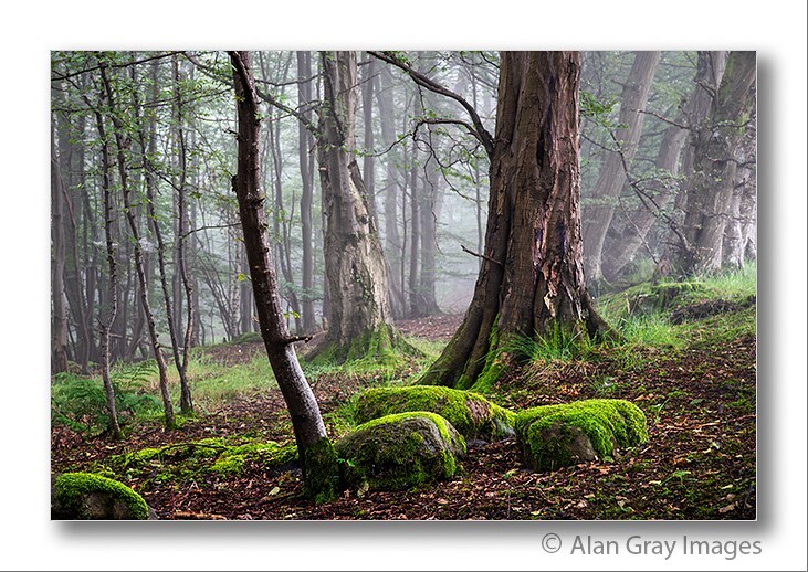 Lornshill woodland - Portfolio
