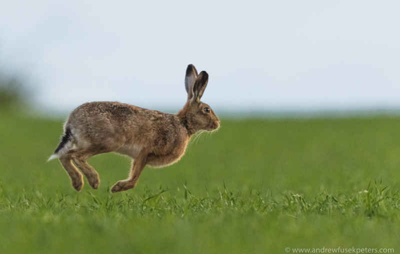 The leaping hare