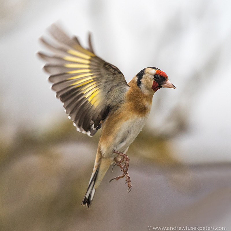 Goldfinch In Flight