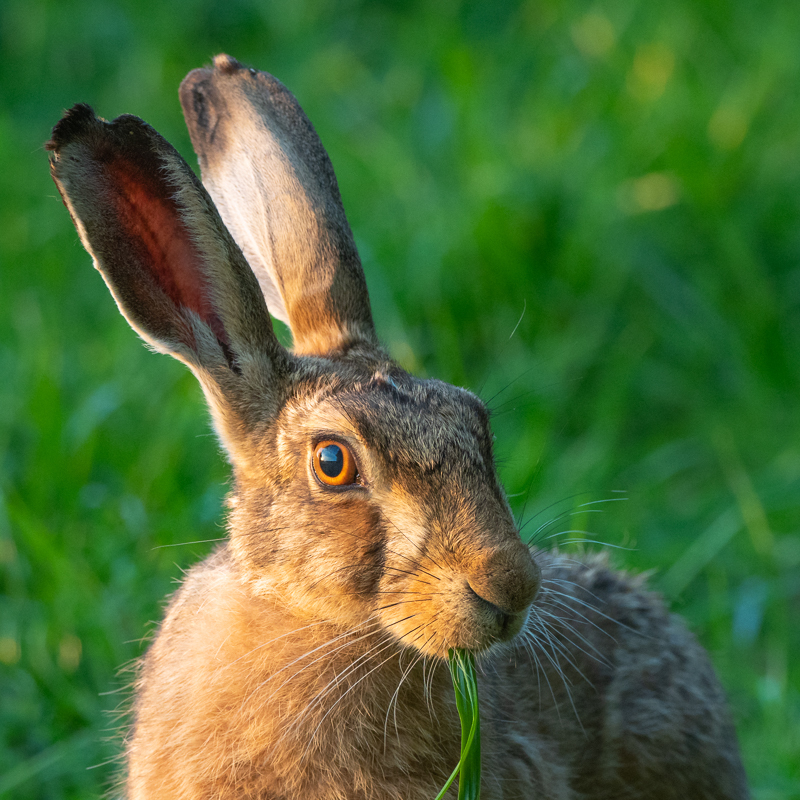 hare at sunset portrait - Olympus Wildlife