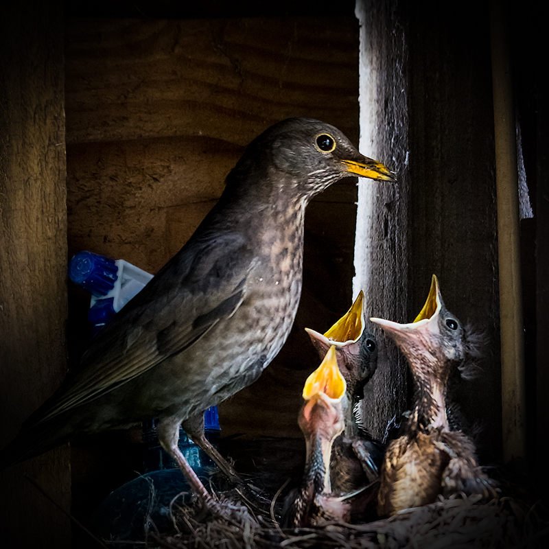 Blackbird mother and fledglings - Media & Awards
