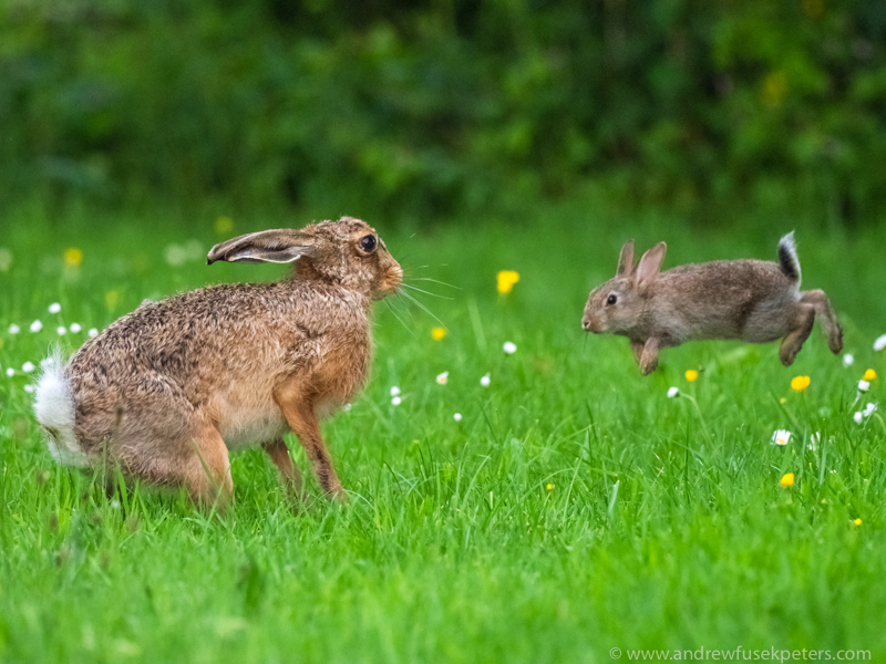 hare being attacked by brave and bonkers baby bunny - Olympus Wildlife