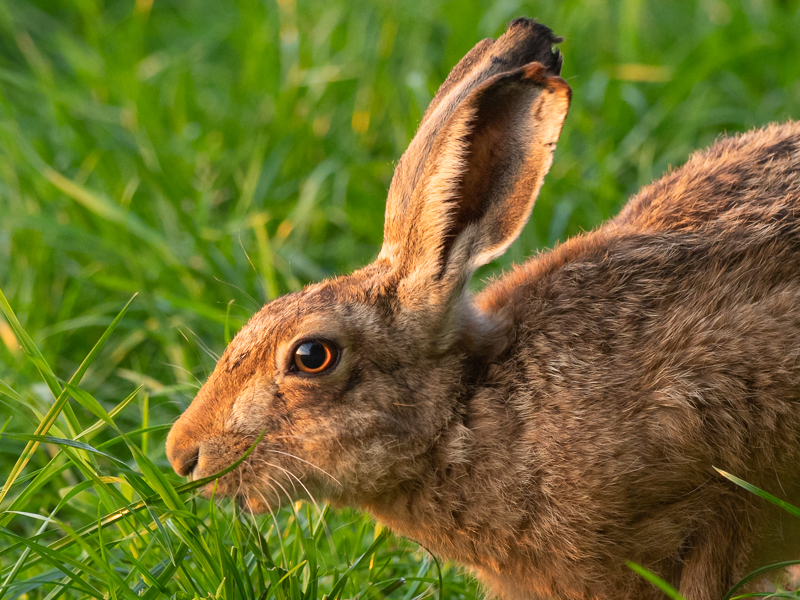 hare at sunset feeding by my feet - Olympus Wildlife