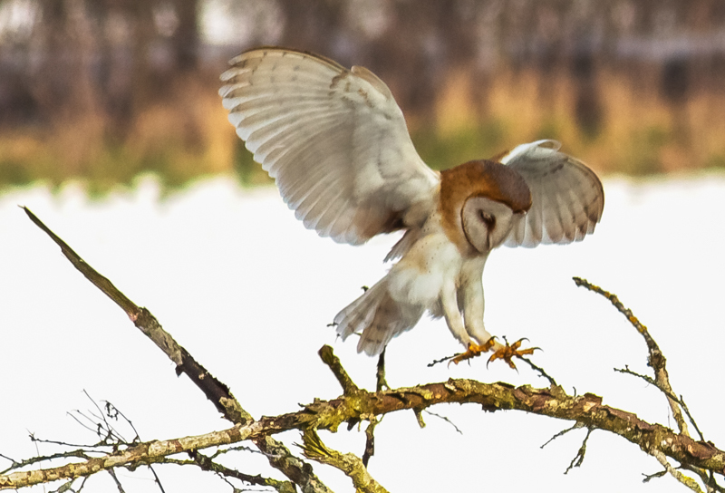 Barn Owl Landing