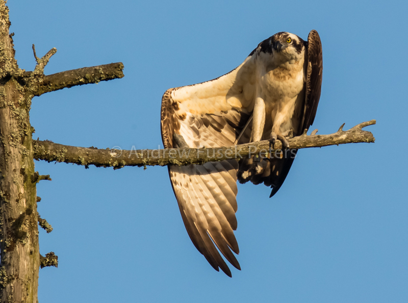 Osprey - Abroad