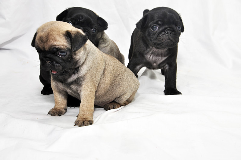  - pets