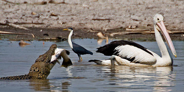 Jealous Pelican - Mary River & Kakadu