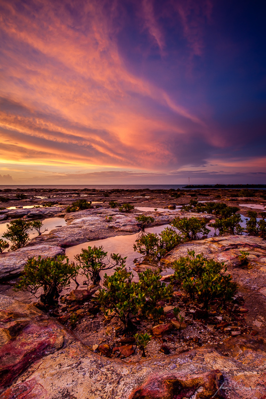 Bonsai Mangroves - Darwin Foreshore