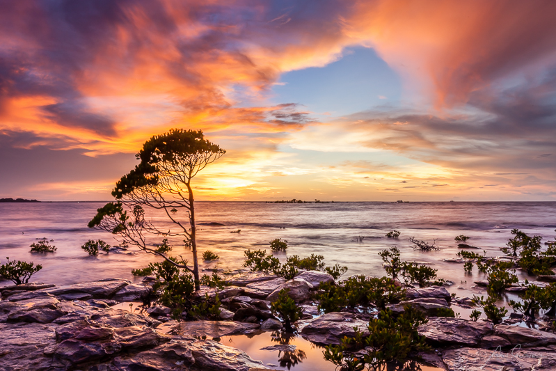 Lone Mangrove - Darwin Foreshore