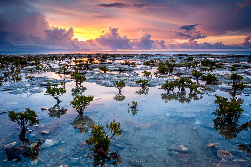 Stunted Mangroves - Darwin Foreshore