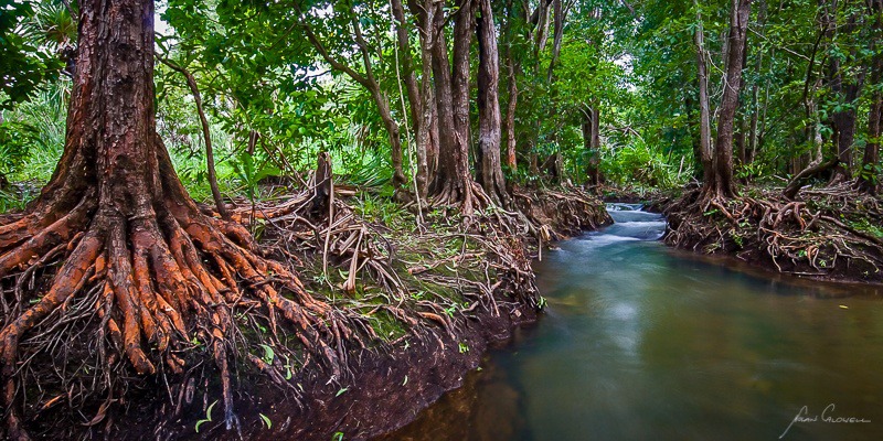 Exposed Roots - Darwin and Surrounds