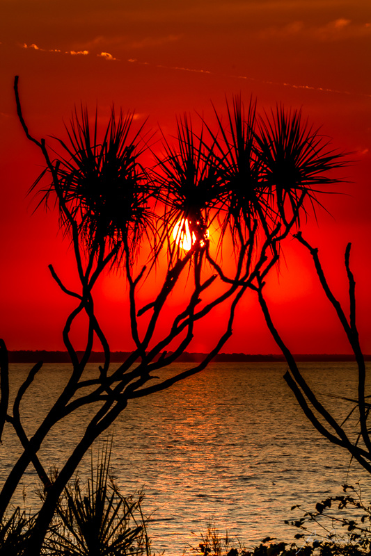 Pandanus Sunset - Darwin Foreshore