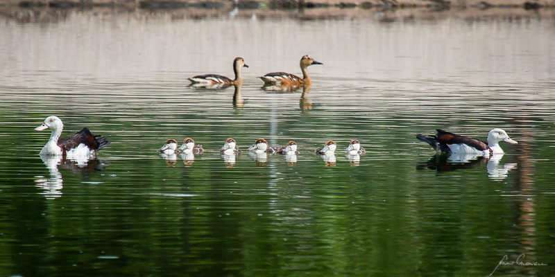 Ducks in a Row - Katherine & the Southern Top End