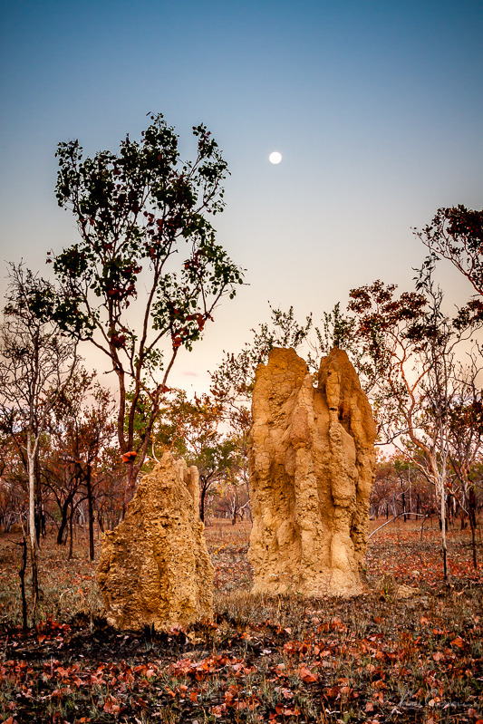 Full moon over Termite Mounds - Katherine & the Southern Top End