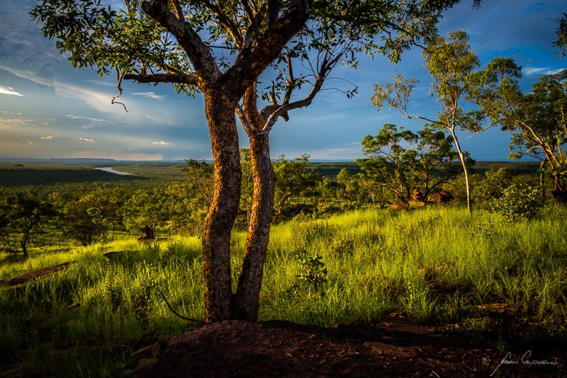 Light amongst the Tree - Victoria River Region