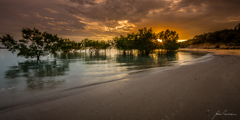 Star in the Mangroves - Darwin Foreshore