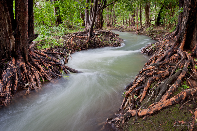 Red Roots - Darwin and Surrounds