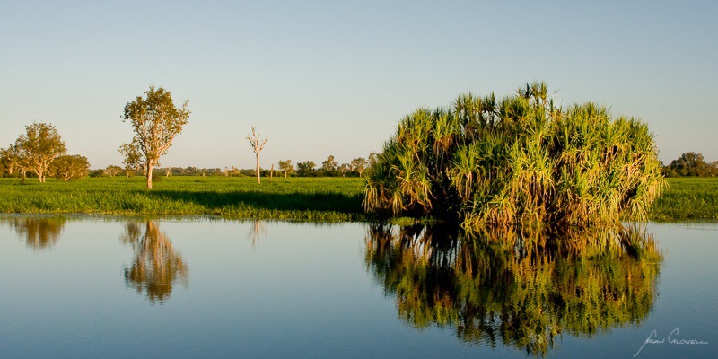 Morning Pandanus - Mary River & Kakadu